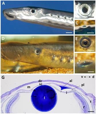 The Functional Anatomy of the Cornea and Anterior Chamber in Lampreys: Insights From the Pouched Lamprey, Geotria australis (Geotriidae, Agnatha)